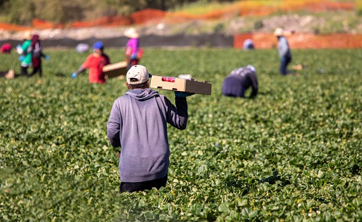 Farm workers pick strawberries