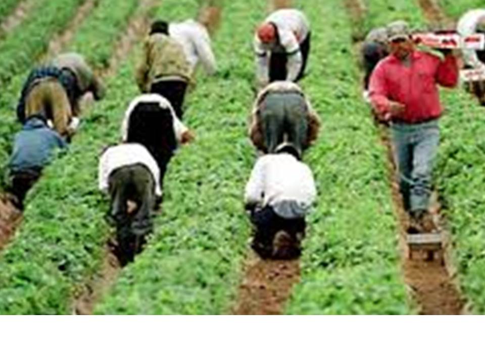 migrant farmworkers working in crop rows