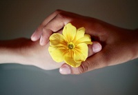 Two hands holding flower